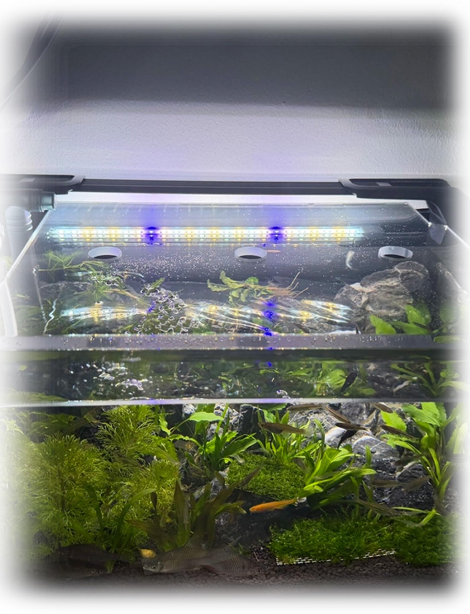 Generico Coperchio for Acquario in Acrilico Trasparente, Coperchio Scorrevole for Acquario con Fori di Ventilazione, paraspruzzi Anti-Salto a Prova di Gatto(3 mm,80x40.4cm/31.5x15.9 in)