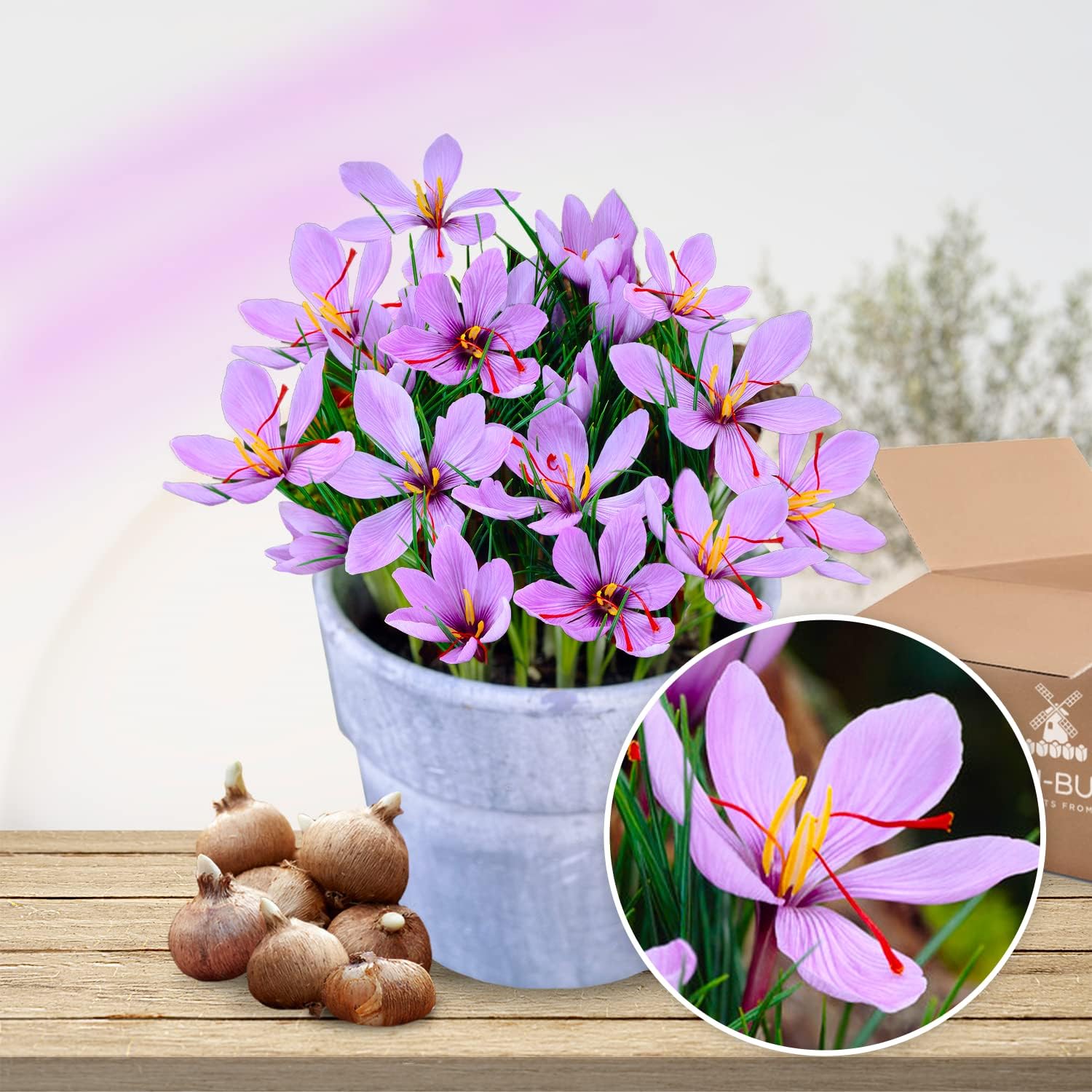 Riesen Krokus Zwiebeln Mischung, 100 exklusive Blumenzwiebeln, Mix von