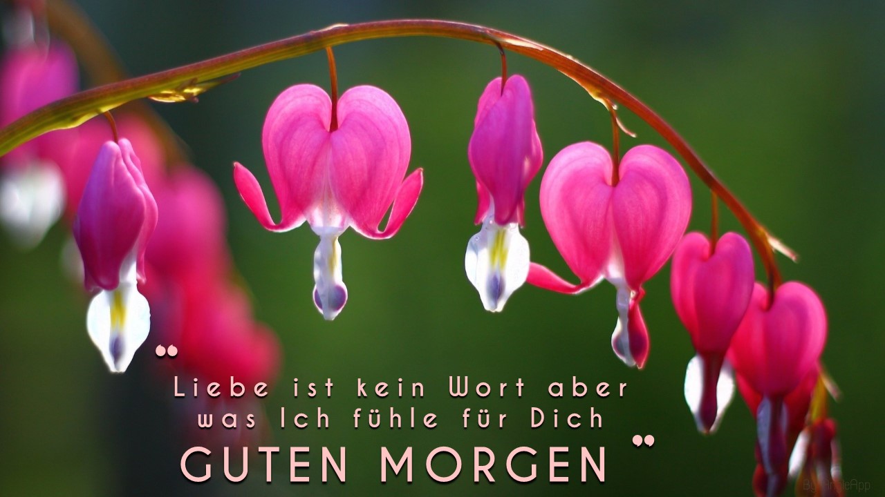 Good Morning Afternoon Night Wishes Messages in GermanAmazon.co.ukAppstore for Android