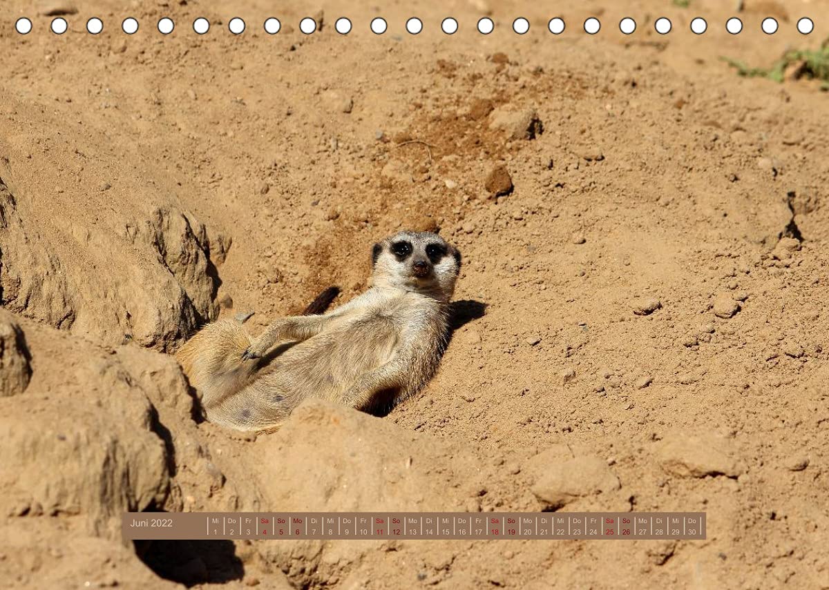 Erdmännchen (Tischkalender 2022 DIN A5 quer): Eine putzige Erdmännchenfamilie (Monatskalender, 14 Seiten ) (CALVENDO Tiere)