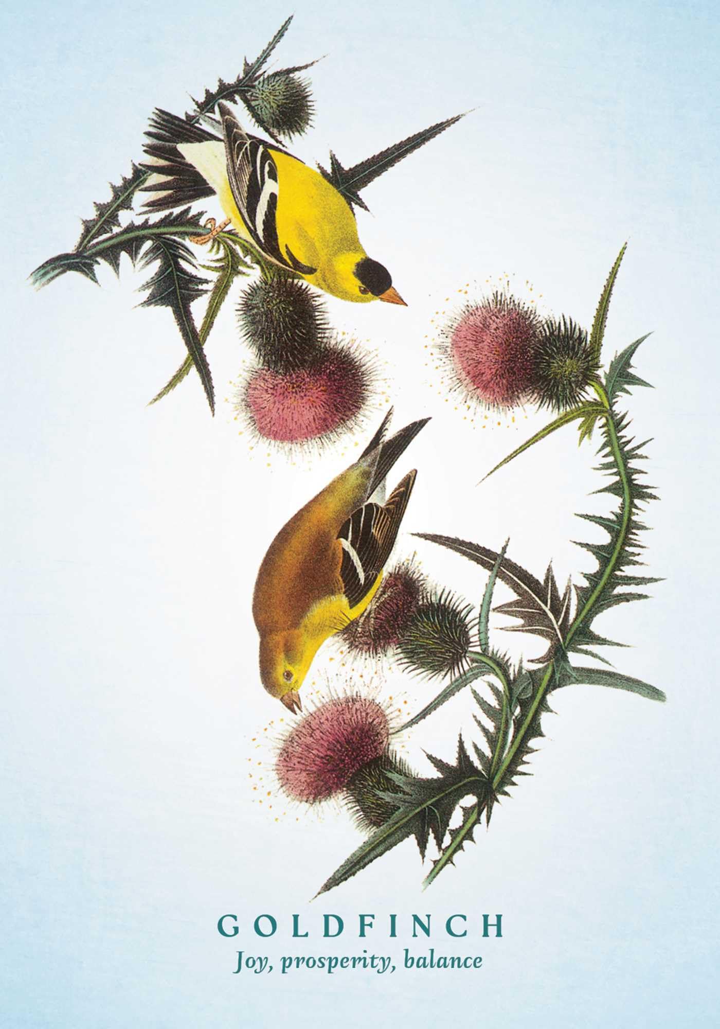 The Spiritual Meaning of Birds Oracle Deck: Discover the Wisdom & Insight of These Divine Winged Messengers