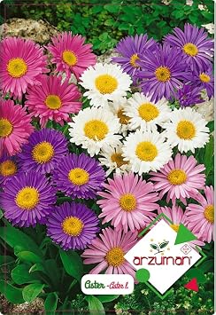 ARZUMAN Aster  i e i Tohumu 50 Adet Farkl  Renklerde