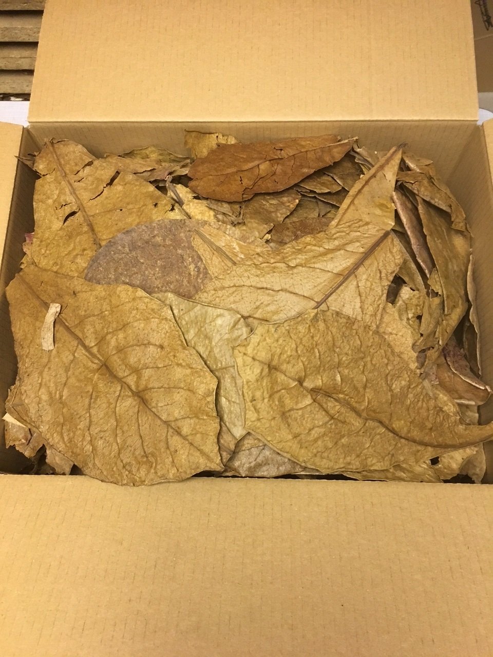 Seemandelbaumblätter 300g B-Ware unsortiert - Blitzversand im Paket