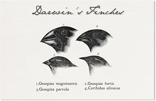 EvolveFISH Darwins Finches Drawings Poster - [11" x 17"]