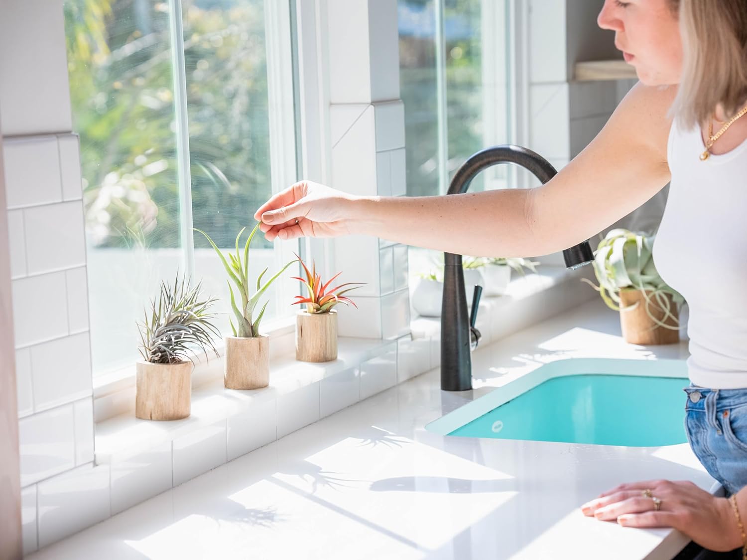 Premium Florida-Grown Collection of Tillandsia Air Plants - Wholesale and Bulk - Succulents - Live Tillandsia - Easy Care Indoor and Outdoor House Plants (Set of 10)