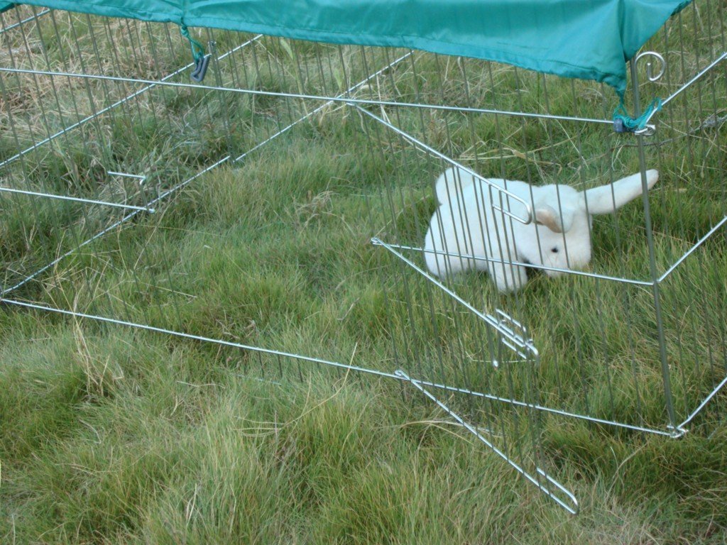 VivaPet 72inch XXL Rabbit Chicken Dog Run Playpen Net Playpen Play Pen