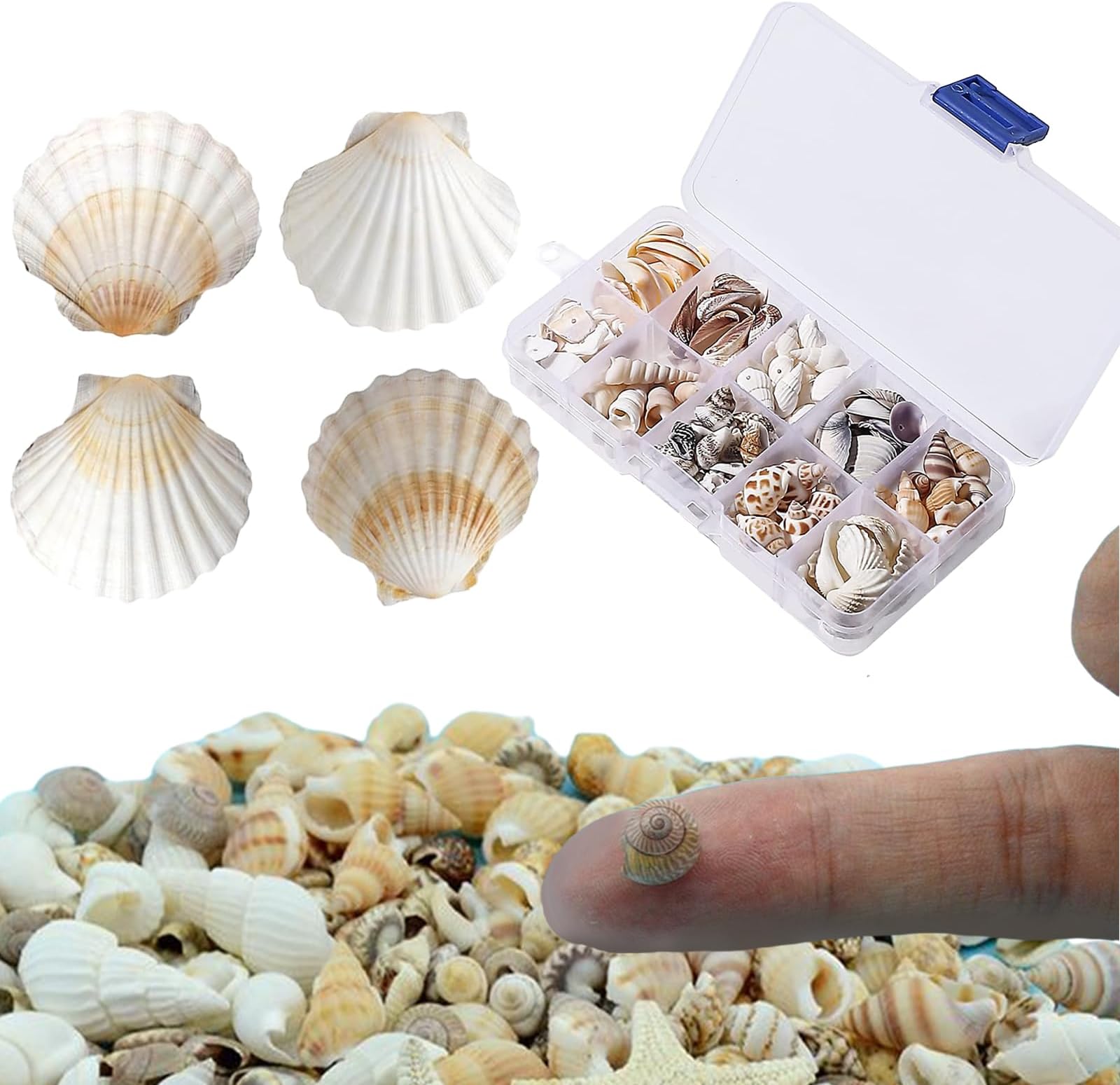 Shell Material, A Box of Sea Shells and 4pcs Scallop Shells, Shells for Crafting, Shells, Shell Beads, Furniture Decorations, DIY Decorations, Suitable for Beach Theme Parties
