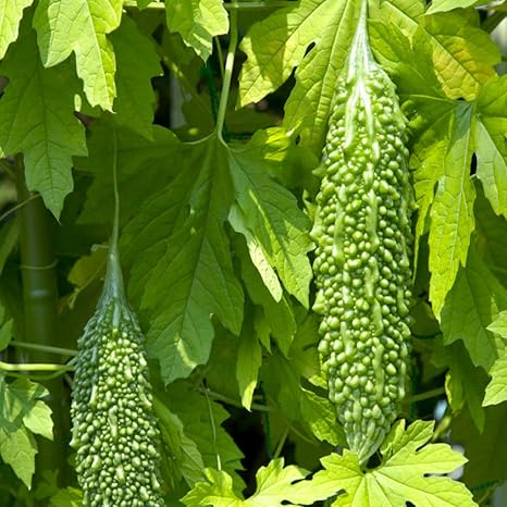 Amazon Co Jp F1節成りゴーヤー 品種 F1節成ゴーヤ300 苦瓜 野菜苗9cmポット 2個セット F1の節なりなので 他のゴーヤー品種と比べて圧倒的に実数が多い 果長は30cm 果径6cm前後 果重300g程度の中長種 果実 葉ともに濃緑色 ツルは太く生育は旺盛で作り易い Amazon Co Jp F1節成りゴーヤー 品種 F1節成ゴーヤ300 苦瓜 野菜苗9cmポット 2個セット F1の節なりなので 他のゴーヤー品種と比べて圧倒的に実数が多い 果長は30cm 果径6cm前後 果重300g程度の中長種 果実 葉ともに濃緑色 ツルは太く生育は旺盛で作り易い