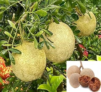 Aegle marmelos || bael fruit || stone apple fruit live plant grafting for Planting Pack of 1