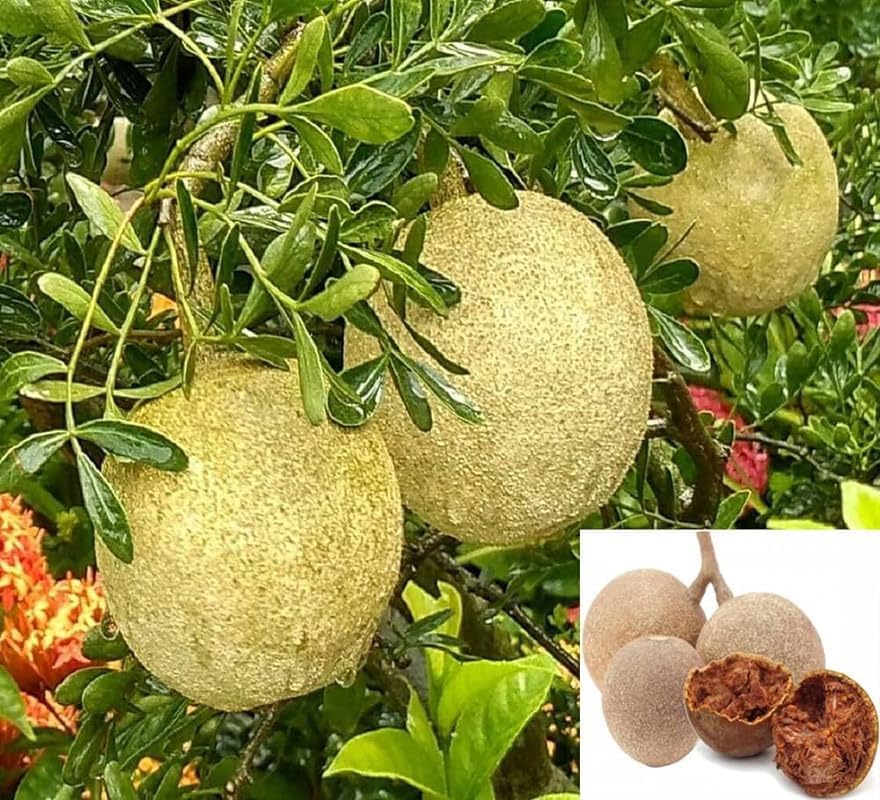 Aegle marmelos || bael fruit || stone apple fruit live plant grafting for Planting Pack of 1