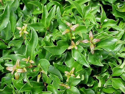 Miniatura 5 de Privet de hoja rizada  Plantas de 2 galones grandes  Ligustrum Japonicum Recurvifolium  Seto de arbustos de privacidad con floración de hoja perenne