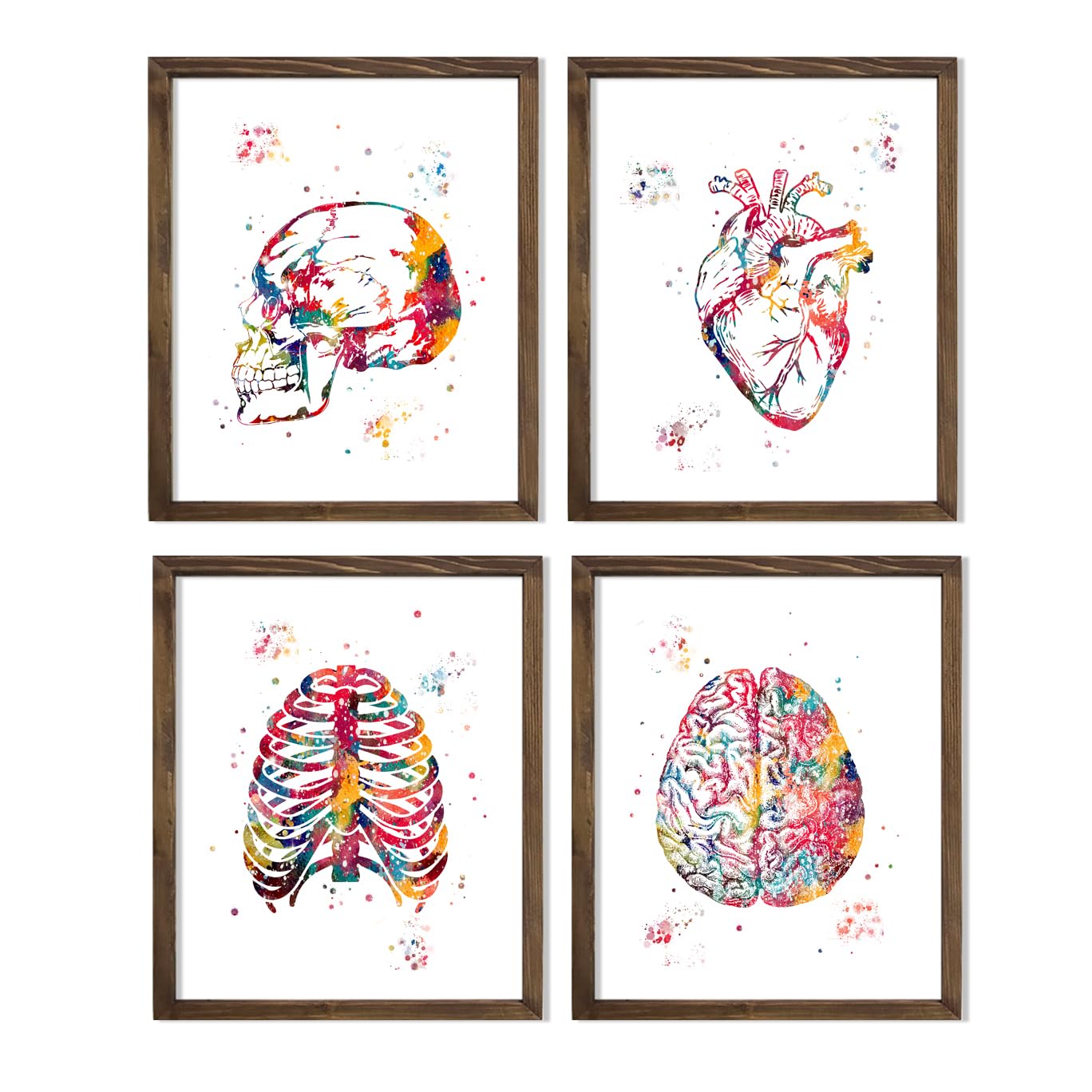 Watercolor Human Anatomy Illustration Print Set Featuring Brain Skull Heart Lungs Intestines for Medical Clinic or Doctor Office Wall Decor, Biology Lab Inspiration, Home Office Learning Wall Study Desk Dorm Science Wall Art, Med Student Surgeon Teacher Science Enthusiast Graduation Gifts - 8x10 Unframed Print Set