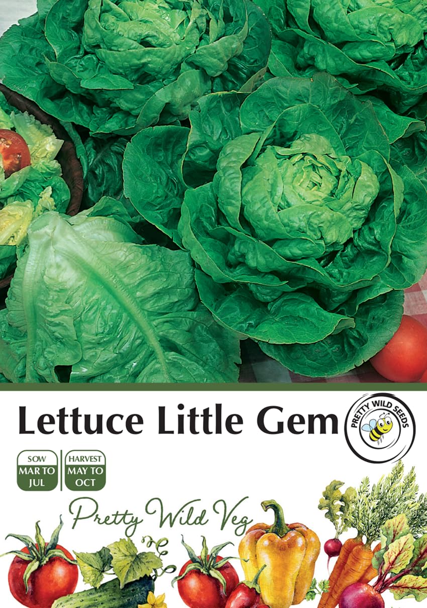Cucumber Cucamelon Seeds in Pictorial Packet from a UK Seller Cute Fruits with Unique Crunch & Flavour — view 100