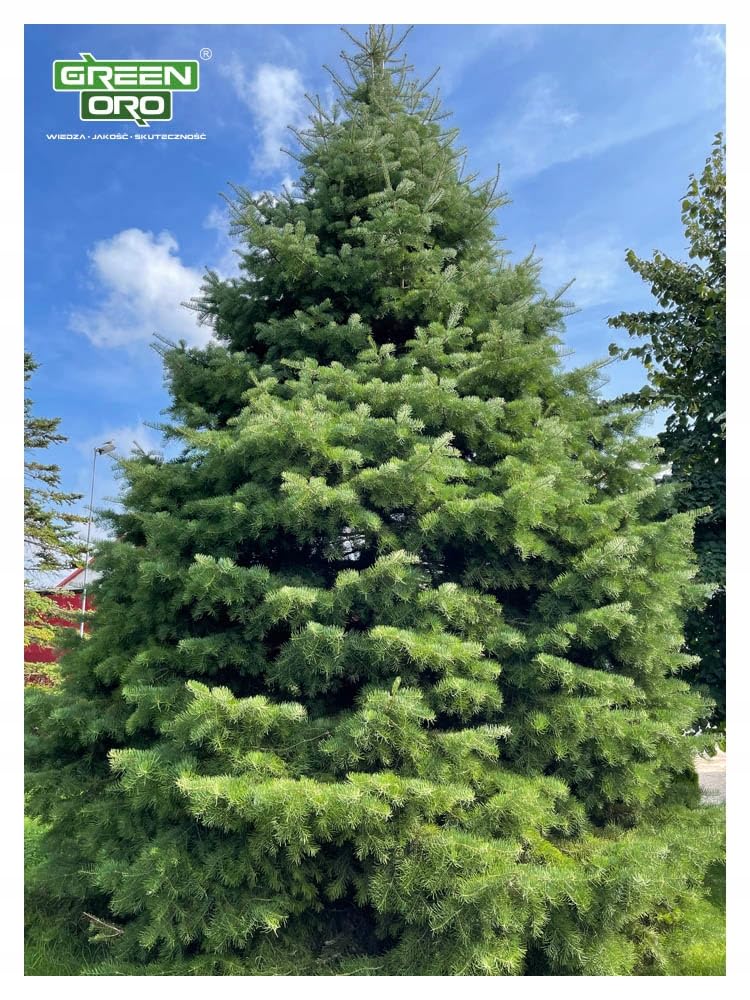 GREEN ORO HYDRO MAX 24KG - Fertilizzante a lunga durata per piante aghiformi, siepi e conifere