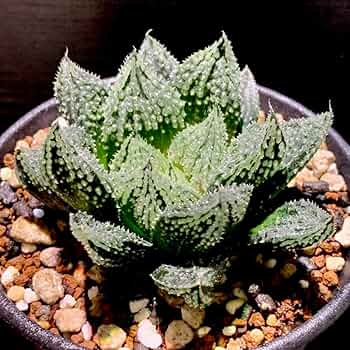 ハオルチア　闇の森　一旦ラスト繁殖苗① ハオルチア 闇の森 一旦ラスト繁殖苗①