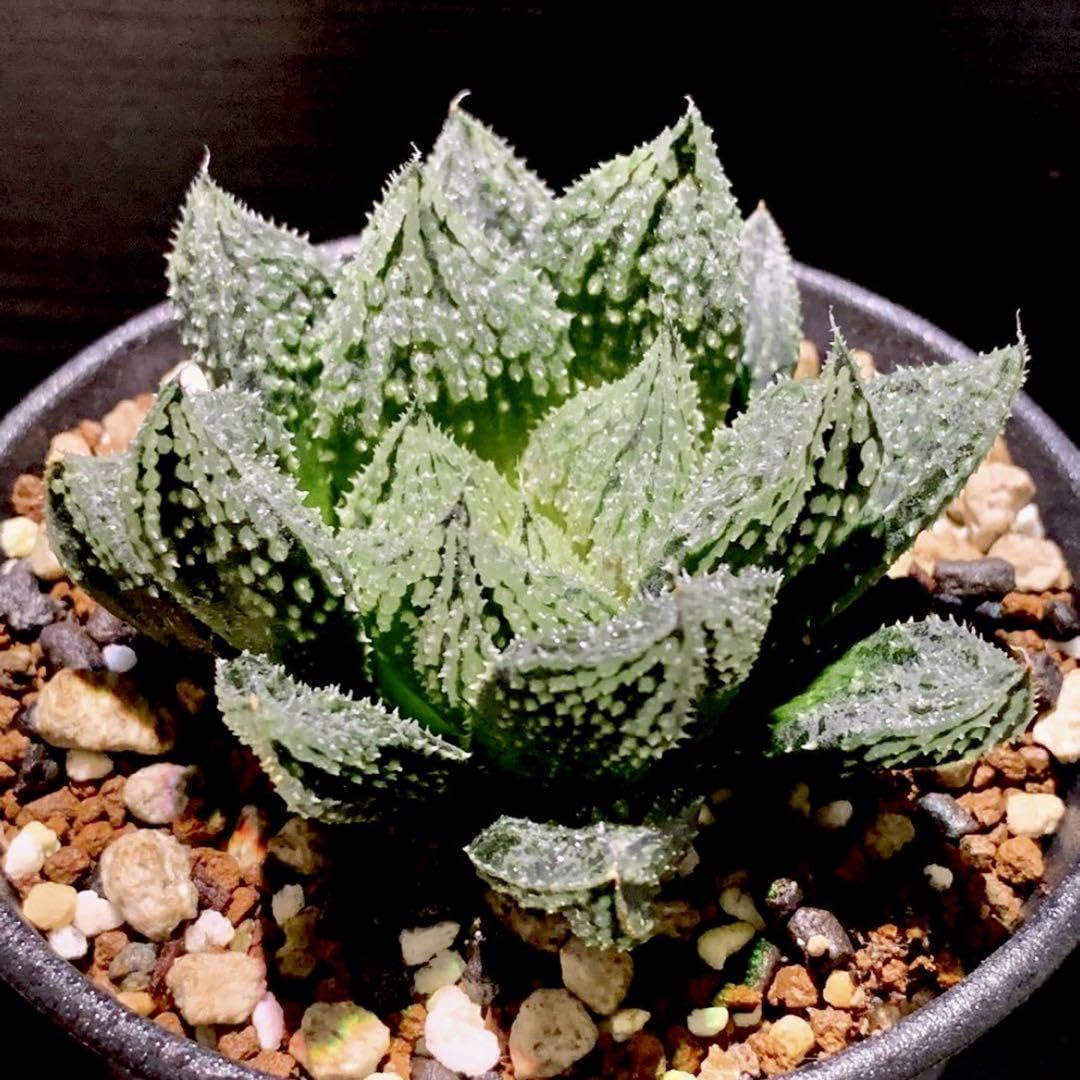 ハオルチア　闇の森　葉挿し苗＆ハオルチア　ナイルの一滴カット小苗(カキ仔) 速達 ハオルチア 闇の森 葉挿し苗＆ハオルチア ナイルの一滴カット
