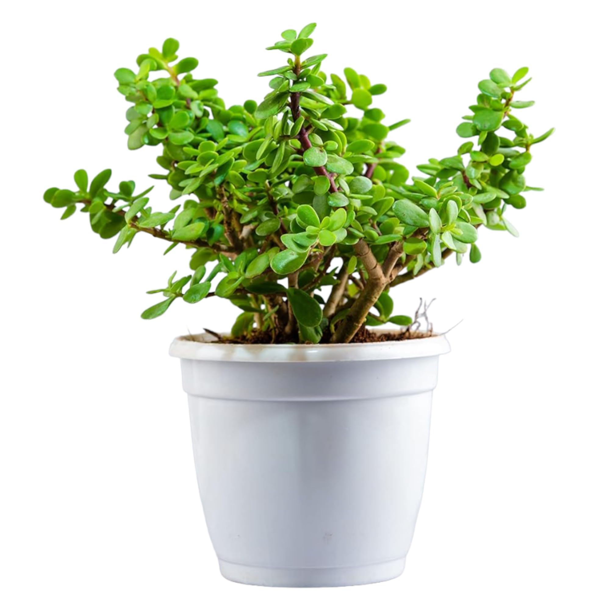 Live Jade Plant Crassula Ovata Lucky Bonsai Feng Shui Plant Best Lucky For Home Decorative Money Desi Jade Plant pack Of 1 With pot Zp_11