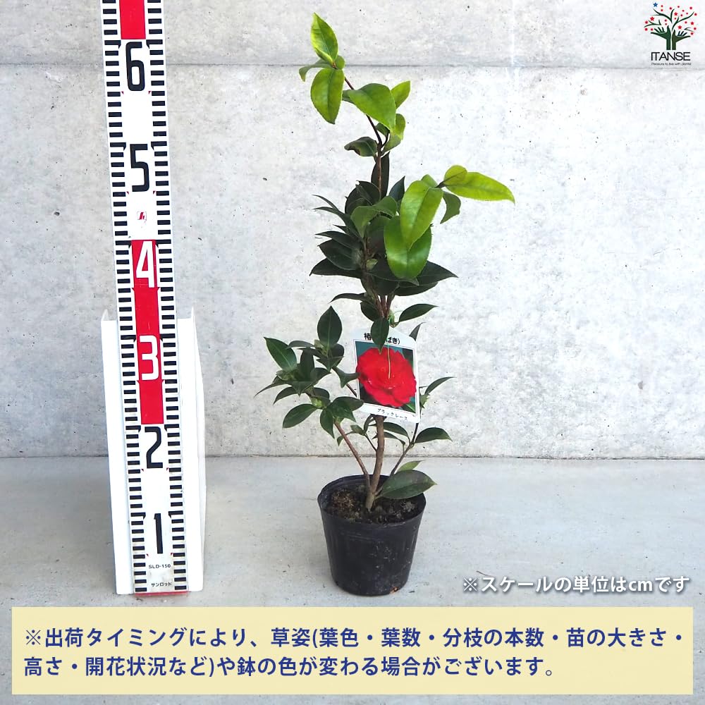 Amazon.co.jp: ITANSE 椿(ツバキ)の苗木 品種：ブラックレース 4