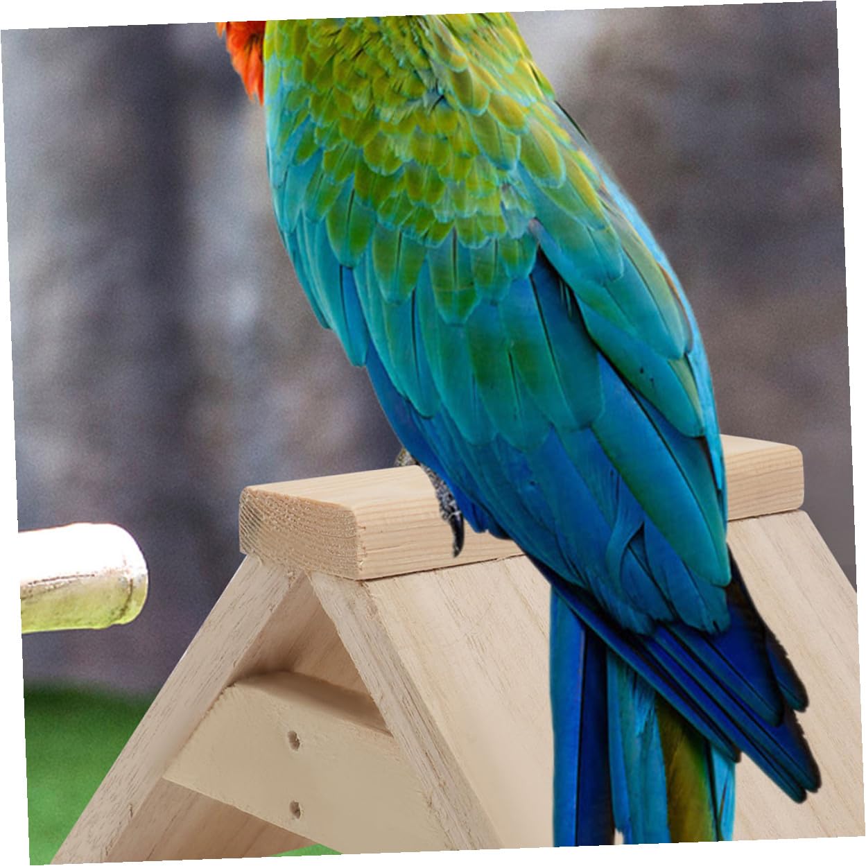 Perchas de Madera para Aves y Loros, Soporte de Descanso 5 Piezas | Color Caqui, Uso Doméstico y Zona de Juego, Accesorio para Aves de Compañía