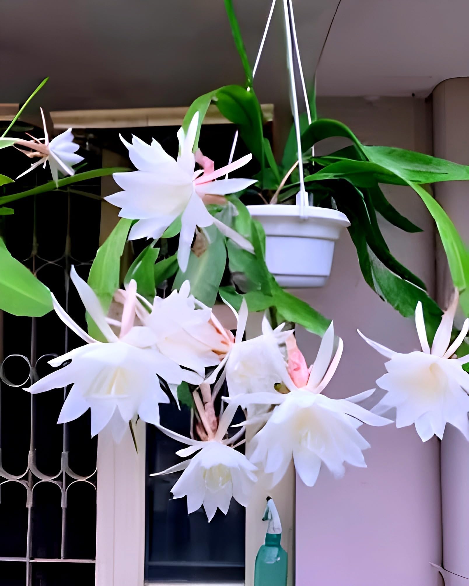 Rare (white) Brahma Kamal || Night Queen Healthy Live plant with Pot Pack of 1 for Home Garden and Terrace Garden