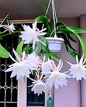 PAJUSDYASI-Rare (white) Brahma Kamal || Night Queen Healthy Live plant with Pot Pack of 1 for Home Garden and Terrace Garden