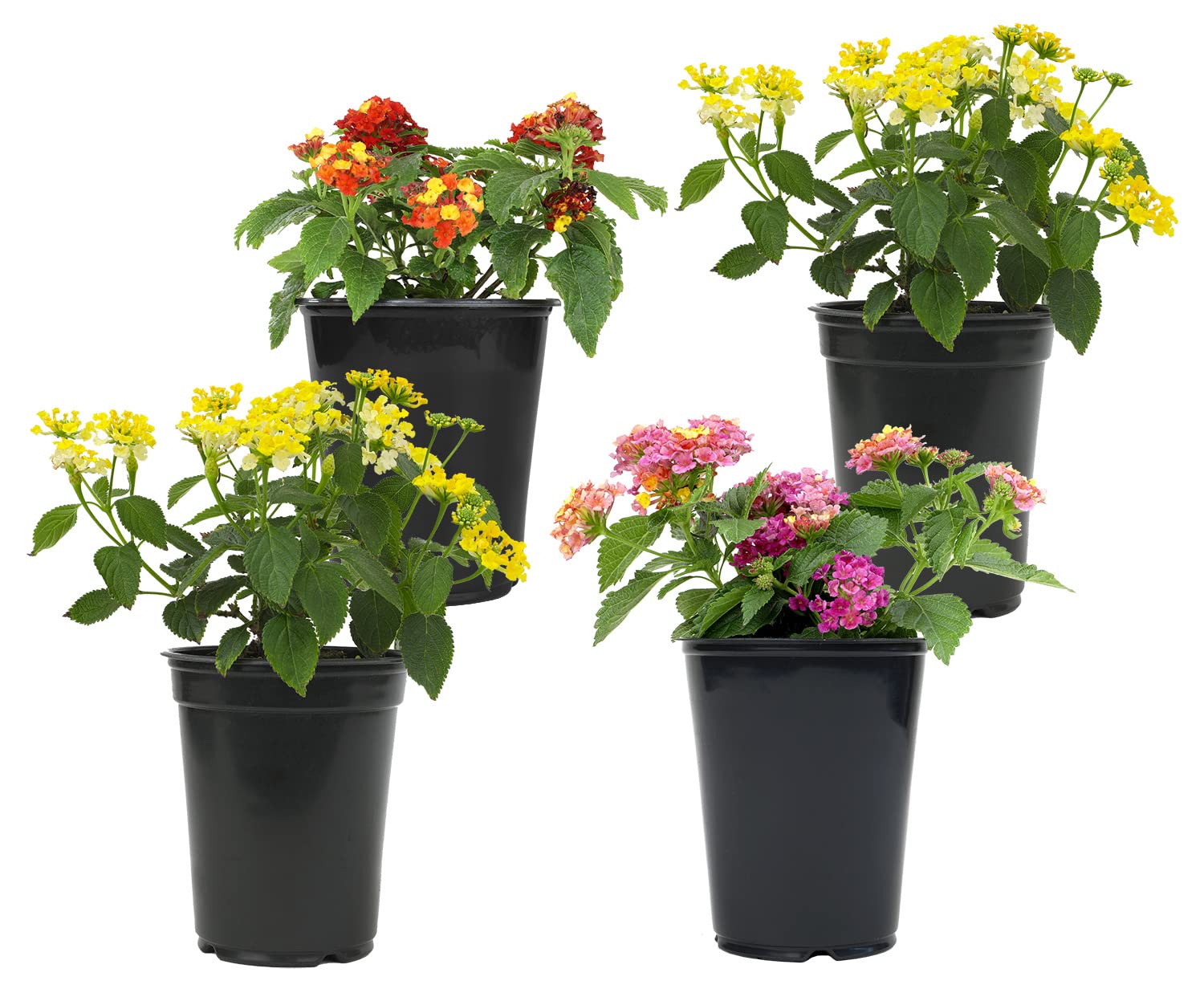 Plants for Pets Multicolor Lantana Flowers