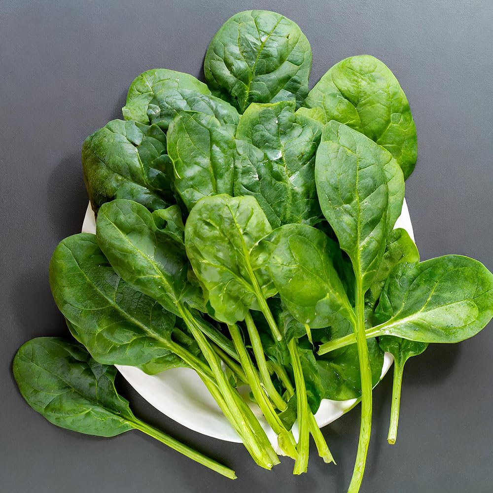 Spinach Seeds ‘Matador’ – Giant Leaf Italian Variety – Slow to Bolt, Tender Dark Green Leaves – High Yield Spinach for Salads & Cooking – Easy to Grow Vegetable Seeds
