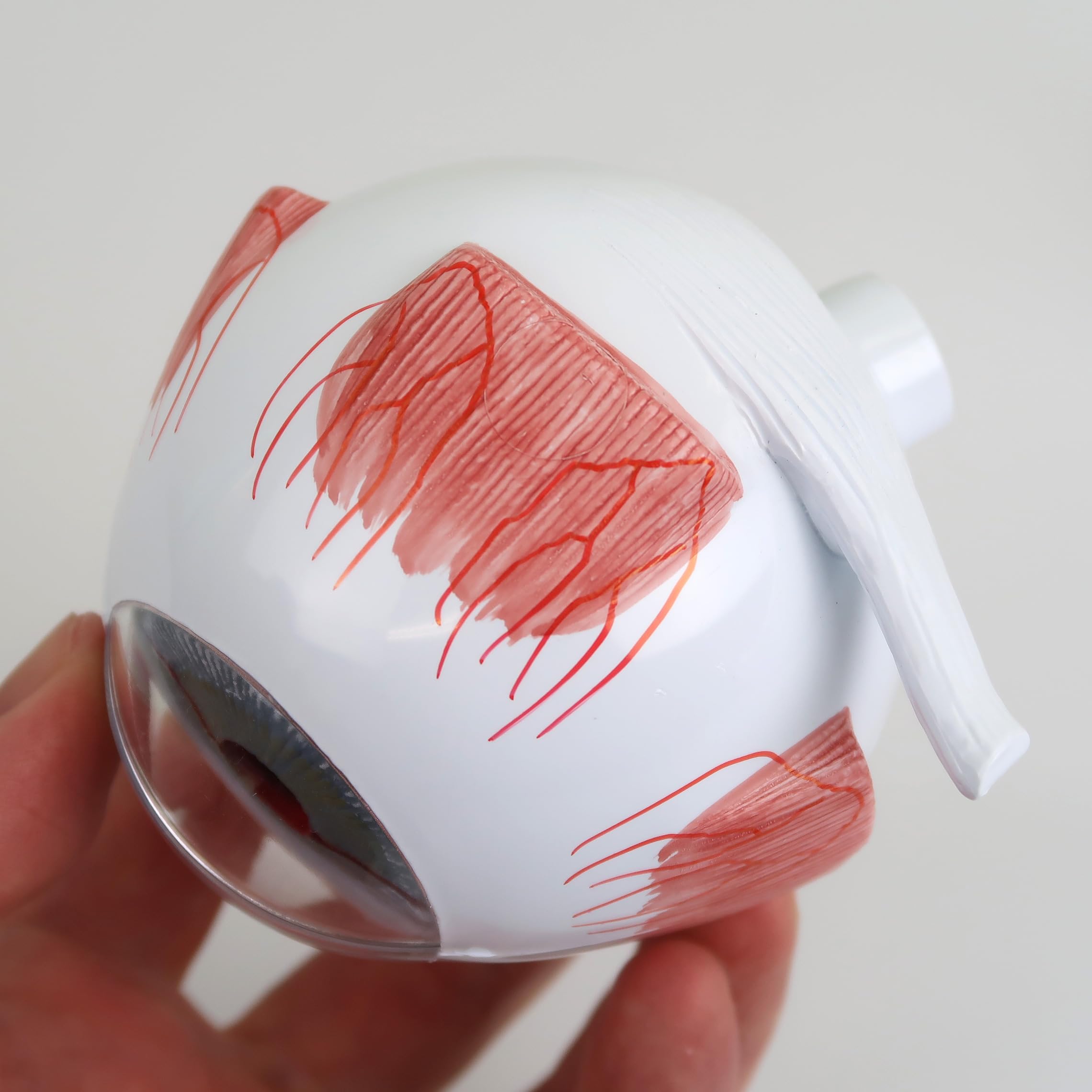 3B Scientific® Ojo Humano – Modelo Anatómico 3 Veces Ampliado en 6 Partes con Estructuras Extraíbles + Smart Anatomy App (Garantía de 5 Años)