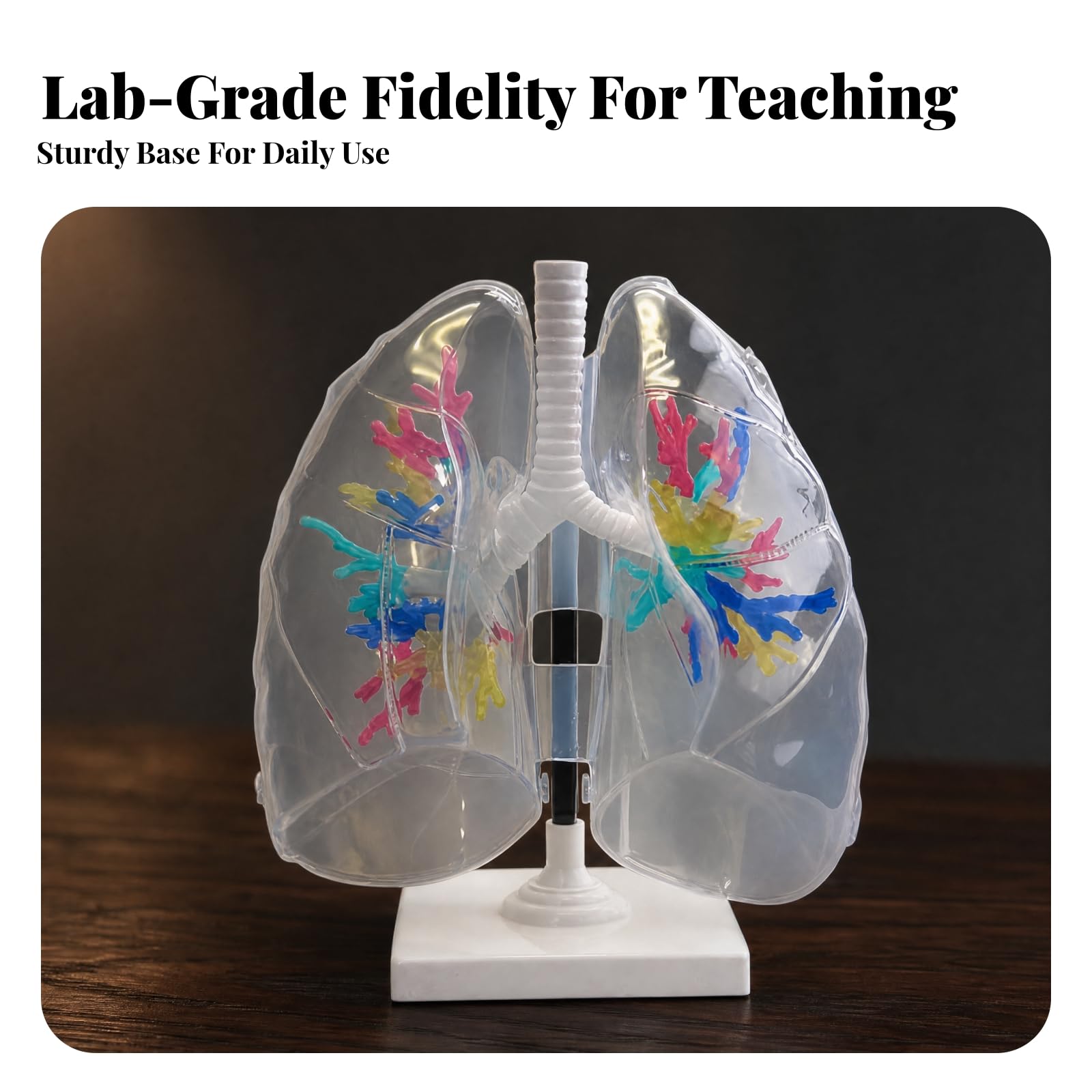 Atemsystemmodell mit Ständer Lehrreich Bronchienmodell mit Lunge Lungenanatomiemodell für Biologielehrer, Schüler, Studienplatz, Transparente Lunge 1