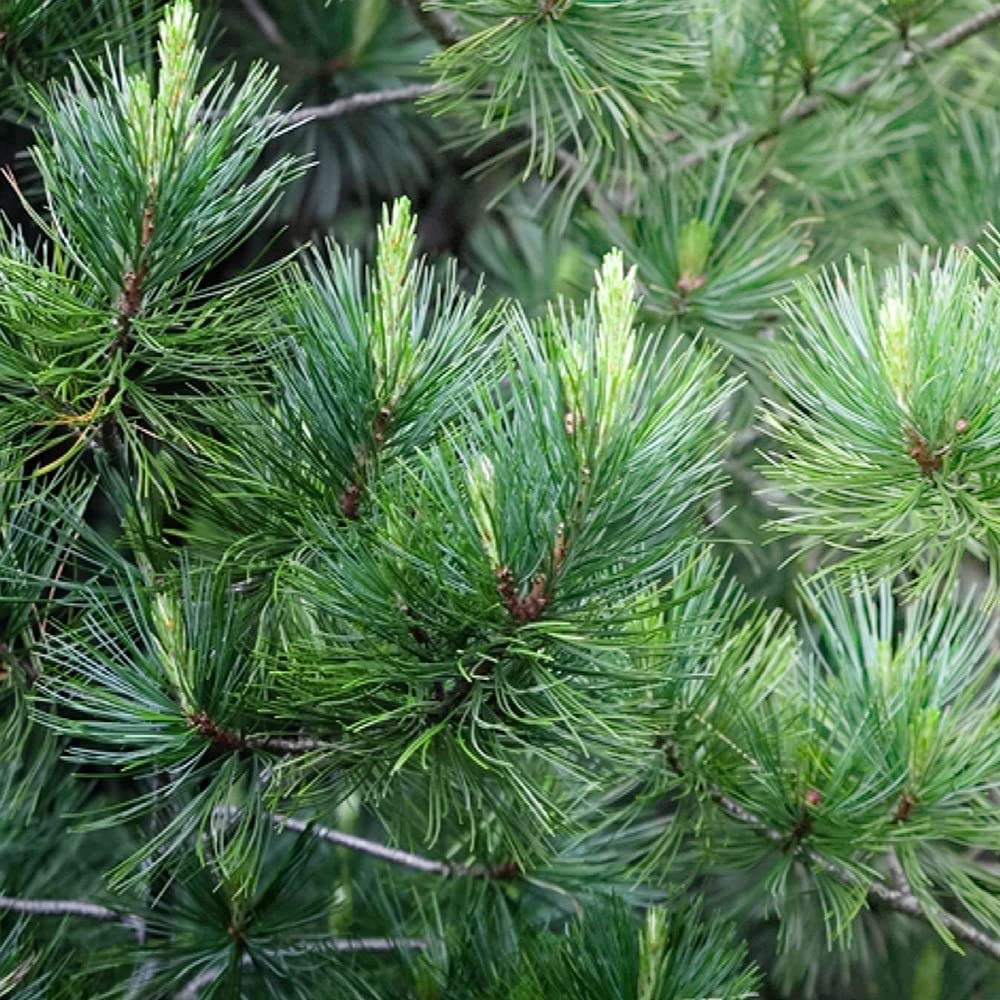 ピナス・ピネア プンゲンストウヒ ポプシー シンボルツリー イタリア