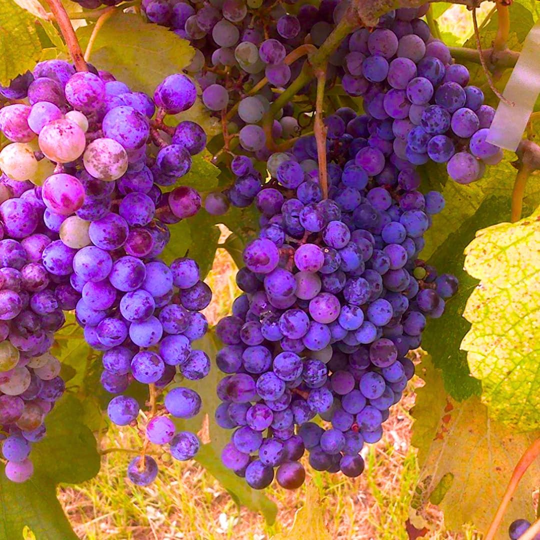 Purple Seedless Grape Vines Trees Live Plants, Well-Rooted 1 to 2 Years Old, Grapes Plant Live for Outdoor Planting, Zones 3-9