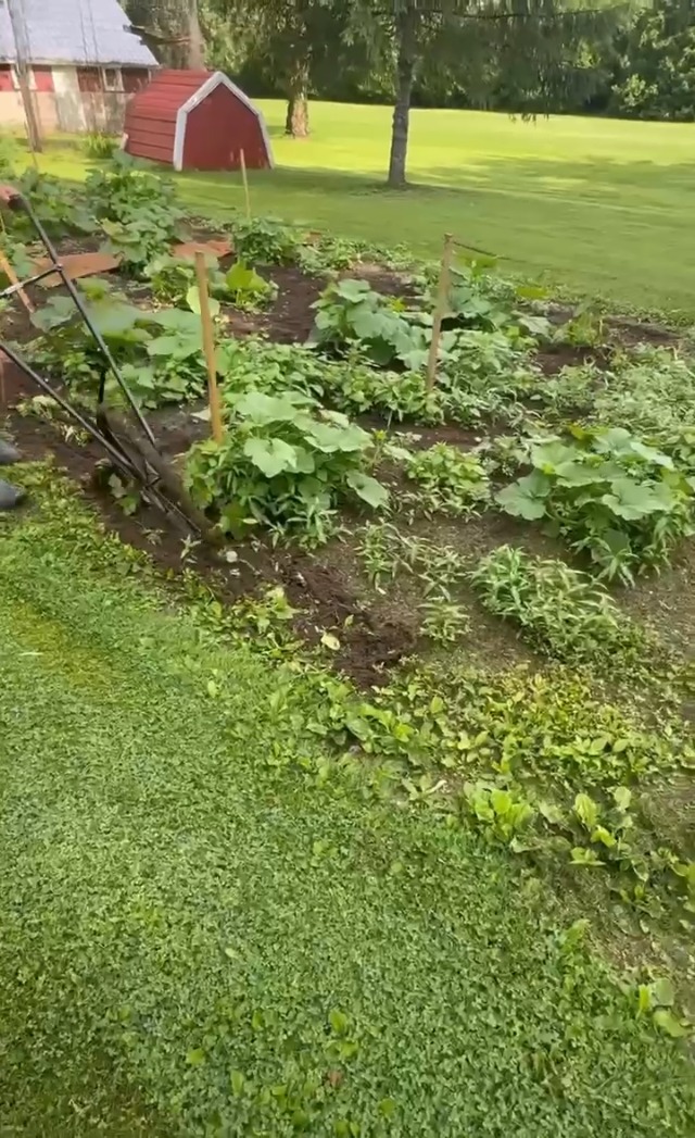 Cultivador de Rueda Alta con Mango Confort y 3 Herramientas Ajustables miniatura 7