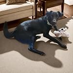 Jouets pour chiens squeaky pour petits, moyens et grands animaux, Jouets interactifs pour chiens en peluche mignons, écureuil et raton laveur, paquet de 2