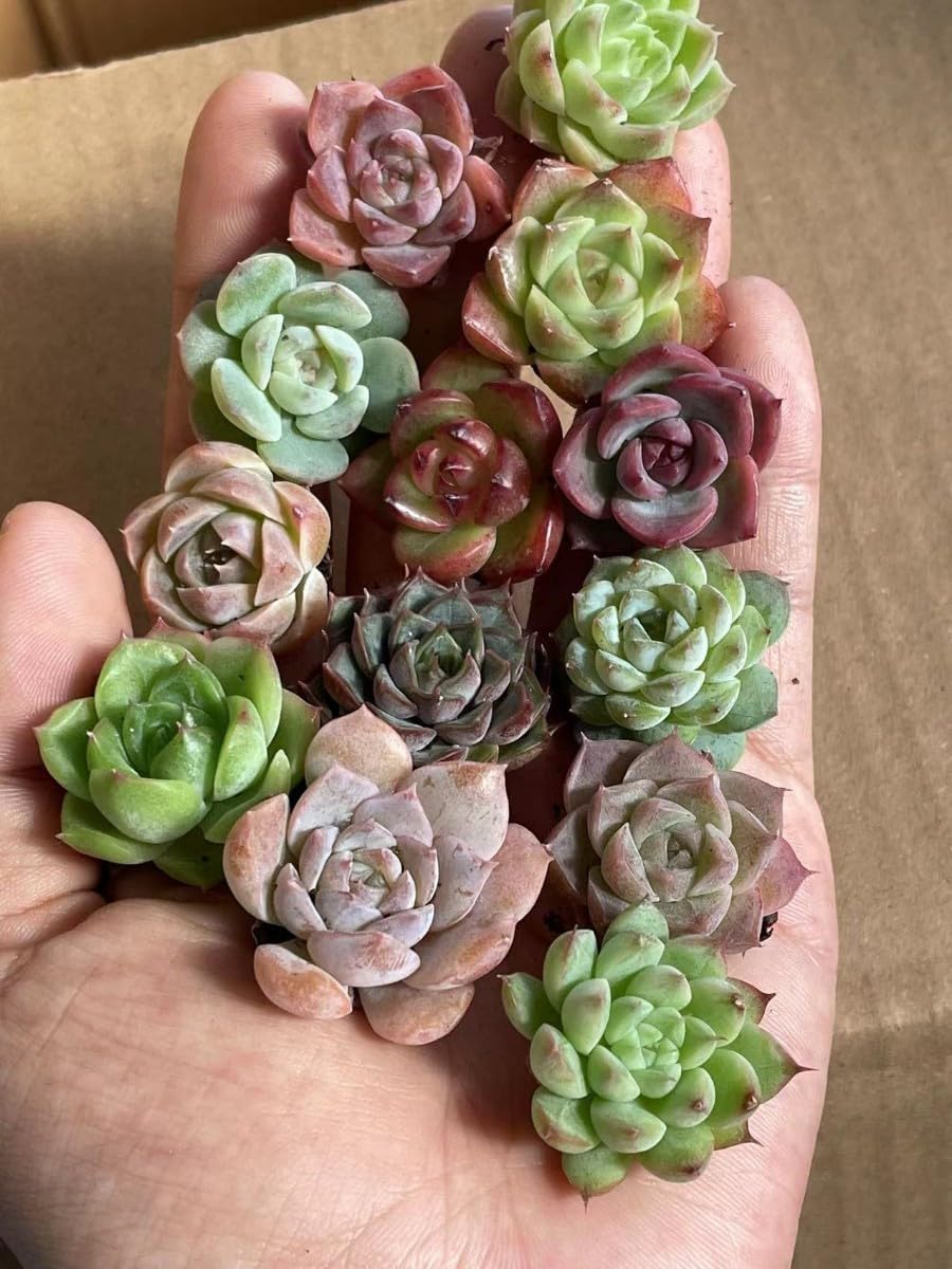 Amazon.co.jp: 多肉植物 エケベリア 超美苗 1苗1-2cm 200苗 : おもちゃ