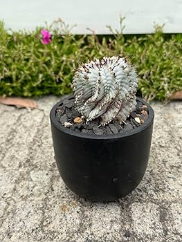 Amazon.co.jp: 極上品宇田ゼブラ ゼブラホリダ ホリダ 幅5.8cm