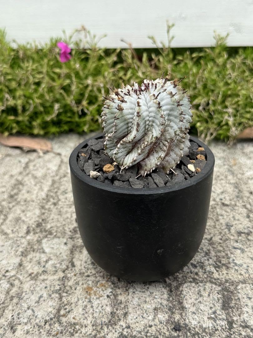 Amazon.co.jp: 極上品宇田ゼブラ ゼブラホリダ ホリダ 幅5.8cm : おもちゃ