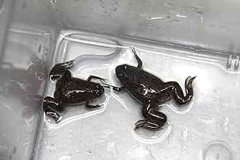 syonatato110さん専用アフリカツメガエルの餌 うなぎの餌 20kg syonatato110さん専用アフリカツメガエルの餌 うなぎの餌 20kg