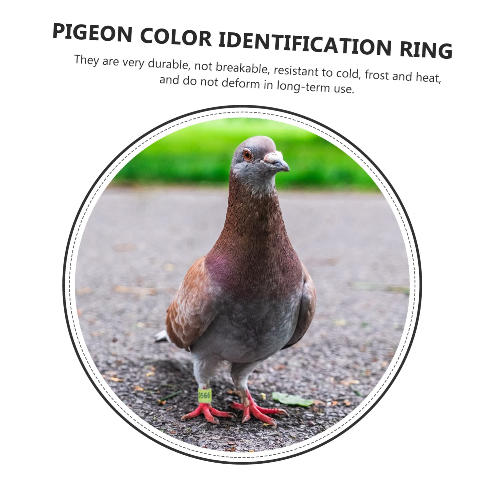 BESPORTBLE 300pezzi Anelli Identificativi per Piccioni Alluminio Colorati per Addestramento e Monitoraggio Volatili Resistente e Riutilizzabile