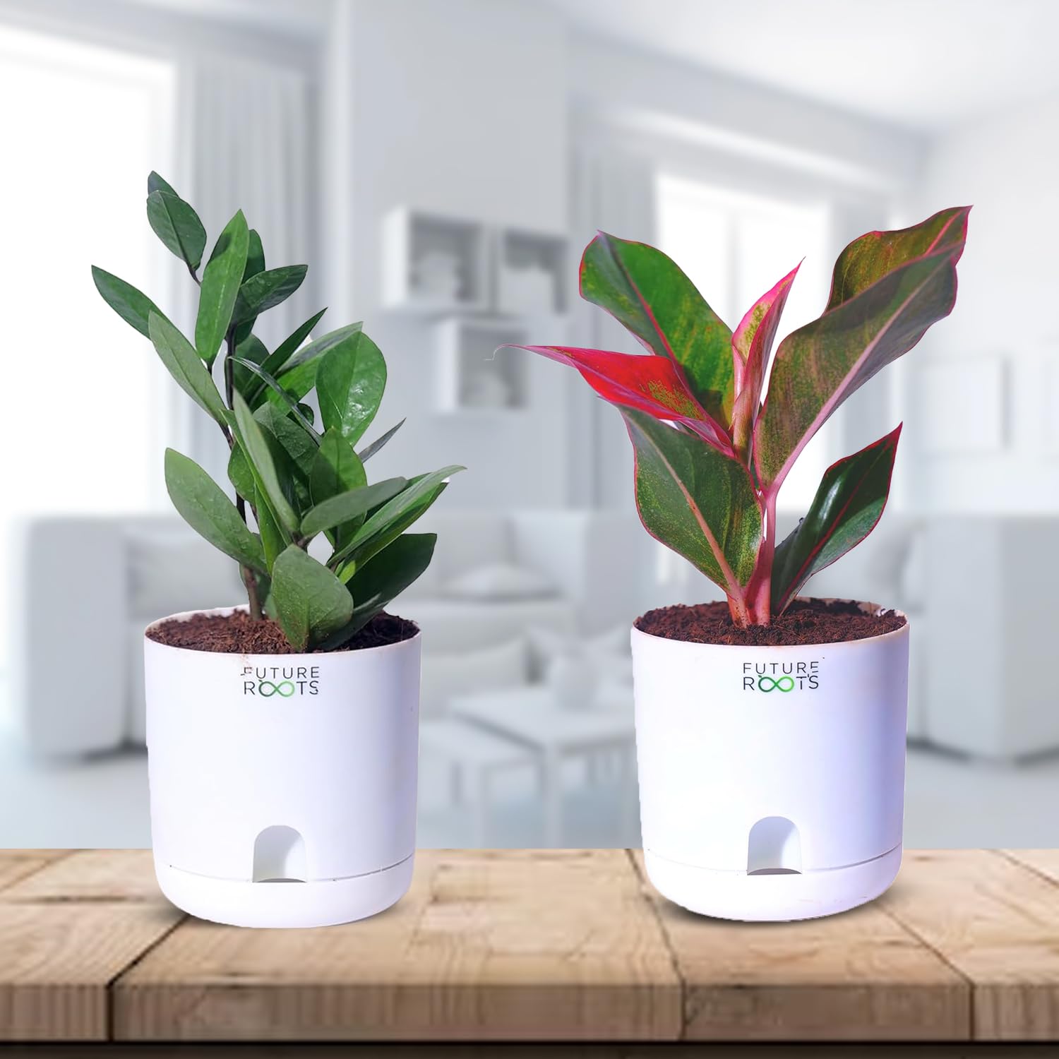 Future Roots ZZ Plant with Aglaonema Red Lipstick Self-Watering Pots | Set of 2 Air Purifying combo of Indoor Plants | Low Maintenance Home and Office Décor Plants for Fresh and Healthy Spaces-image-44