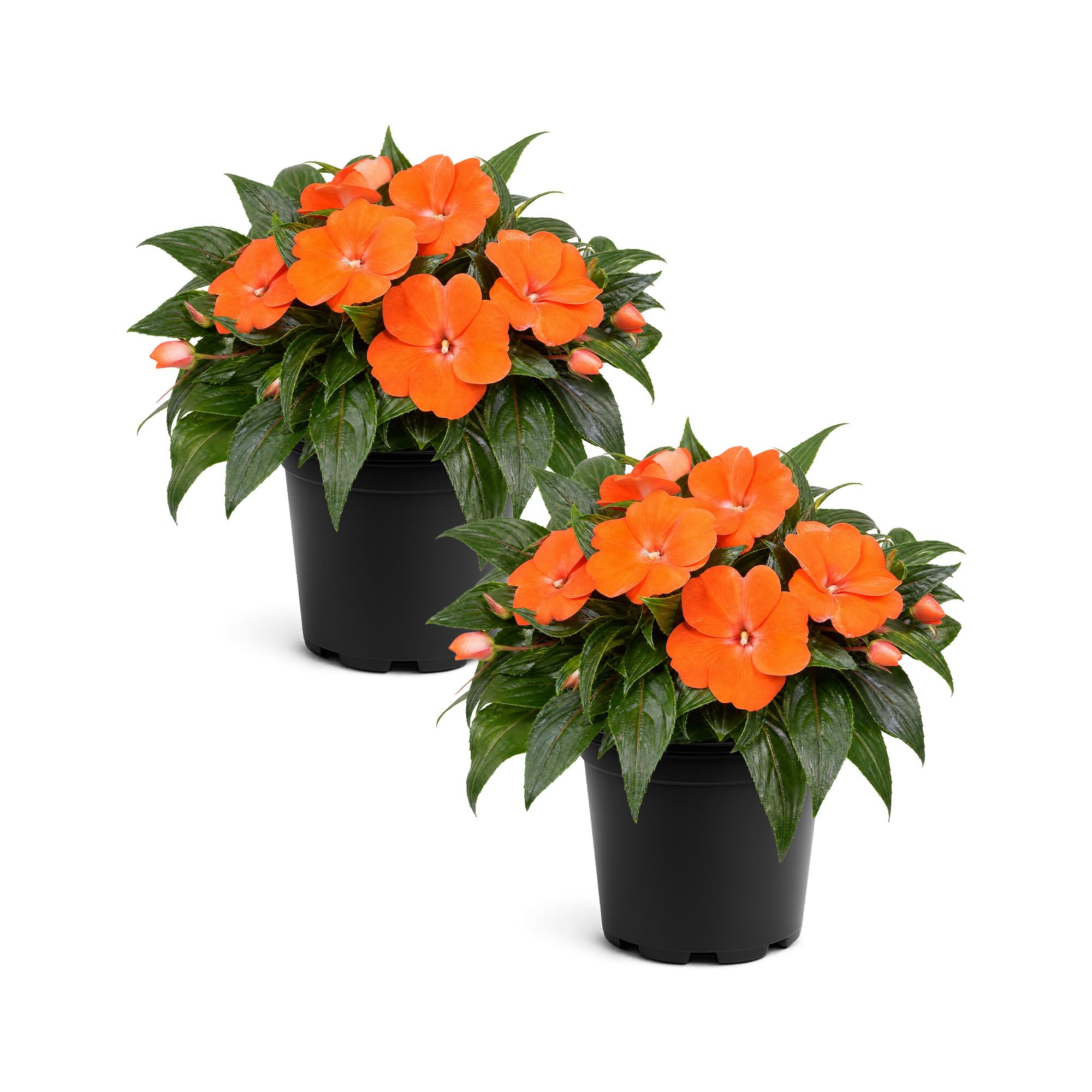 New Guinea Impatiens Orange