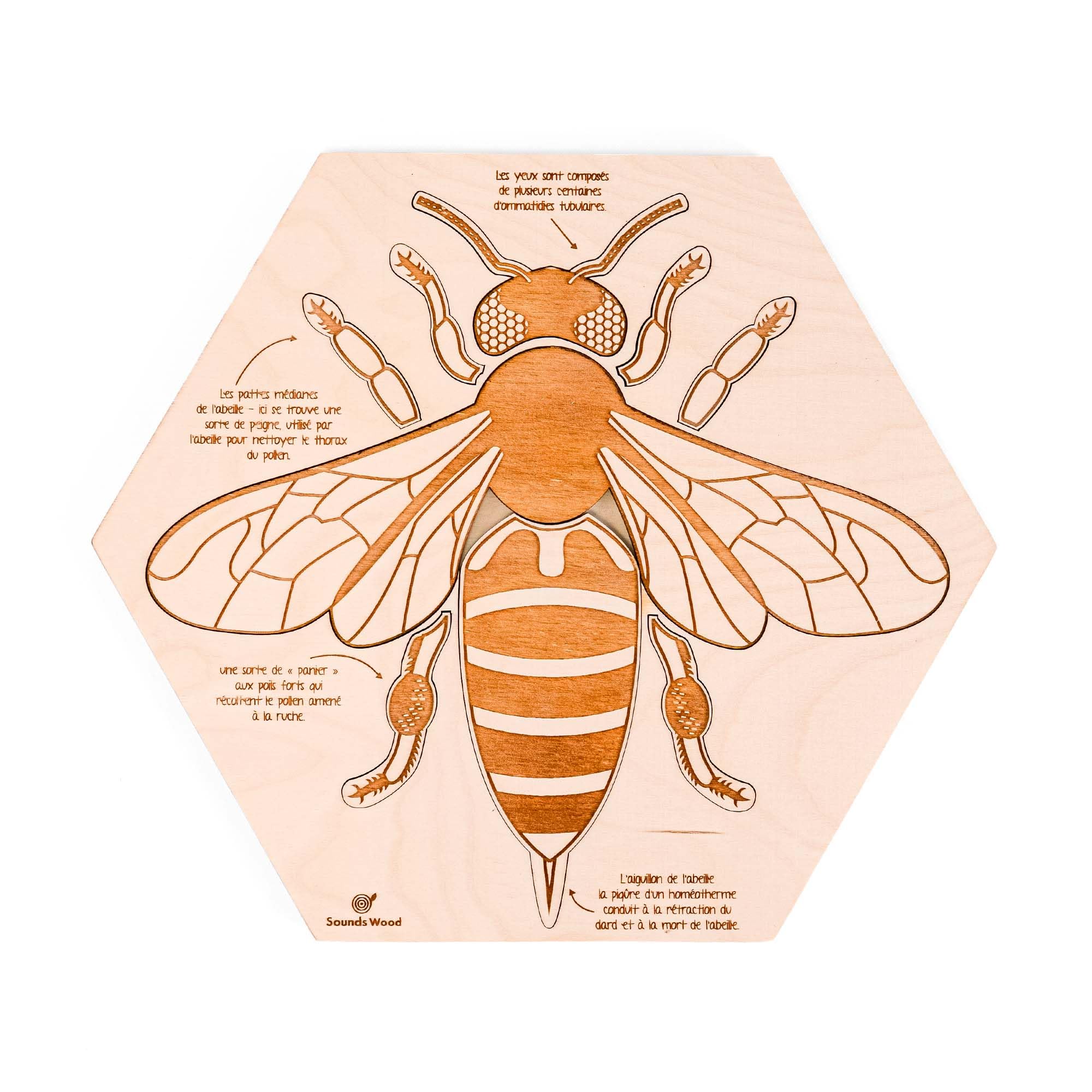 Puzzle éducatif en Bois - L'anatomie de l'abeille