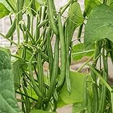 Park Seed Seychelles Garden Bean Seeds – Early-Maturing All-America Selections Winner, Stringless Dark Green Pole Beans for Container or Garden Growing, Disease Resistant, Climbing Habit, Pack of 200