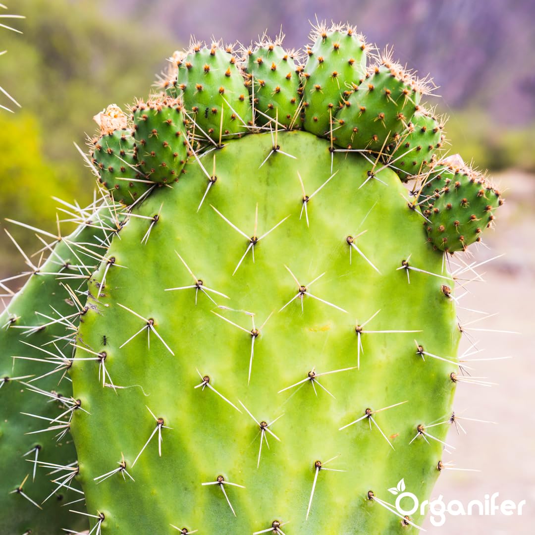 Engrais Liquide pour Cactus, 1L, Organique, Favorise Croissance et Résistance à la Sécheresse