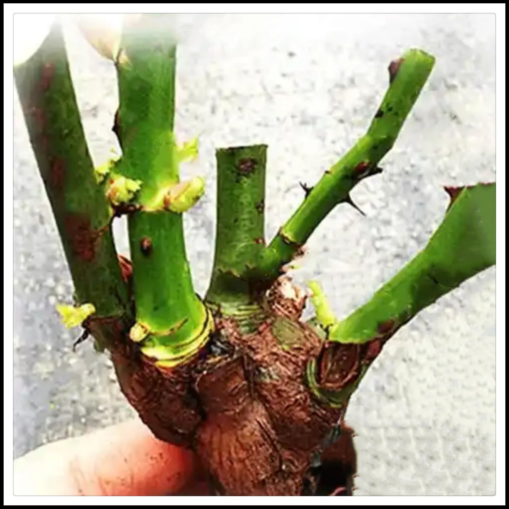 Mehrjähriges Rosenrhizom,mehrjährig,Pflegeleicht,Geeignet für Frühling und Herbst,Gartenschau-4 Wurzeln-E