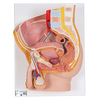 3B Scientific H11 2 Part Male Pelvis Model, 16.1