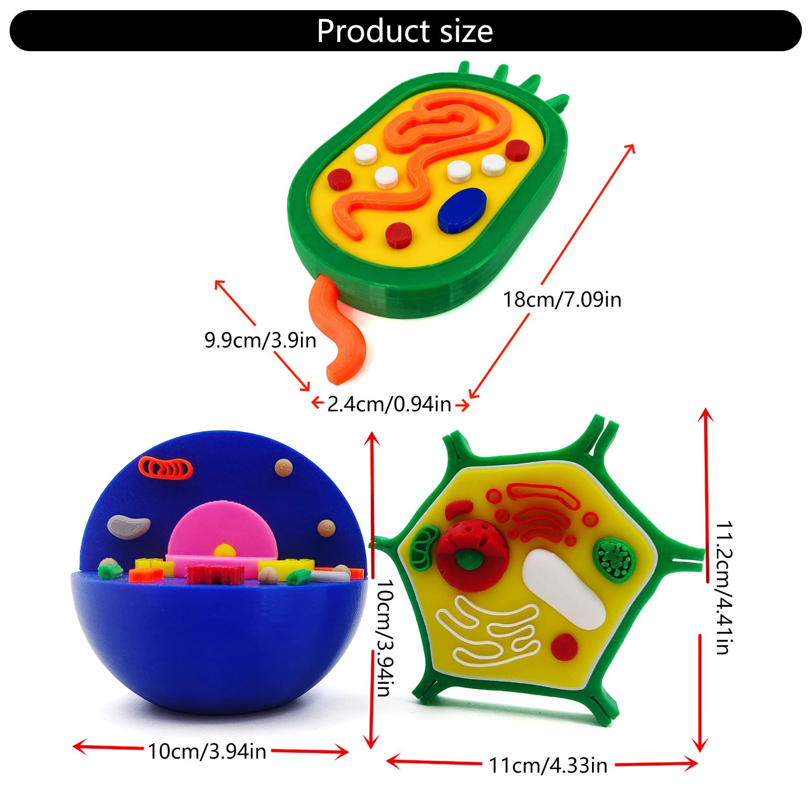 Modelo anatómico de células vegetales de animales, biología, aula, enseñanza, animal y modelo para ayuda de enseñanza de laboratorio