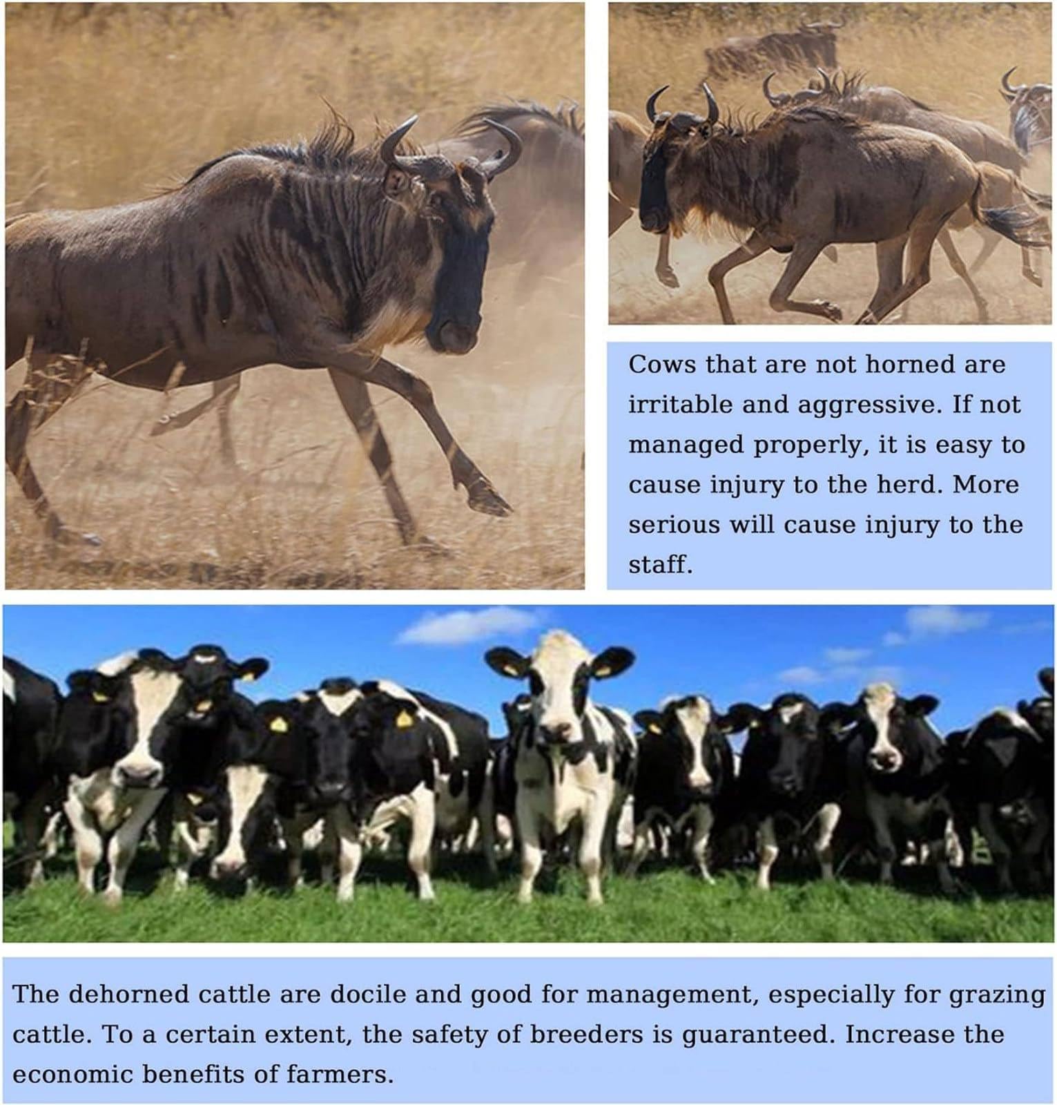 écorneur pour Bovins Adultes, écorneur électrique pour Bovins, écorneur électrique 1900 W pour Chèvres, équipement D'élevage Et Outil D'élevage pour Bovins Et Ovins