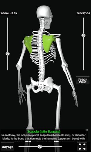 Bones Human 3D (anatomy)