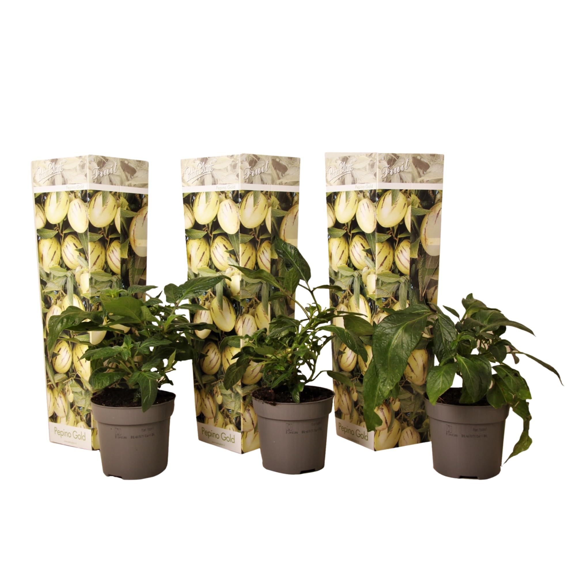 Solanum Muricatum 'Pepino gold' - Poire à melon - Set de 3 - Pot 9cm - Hauteur 25-40cm