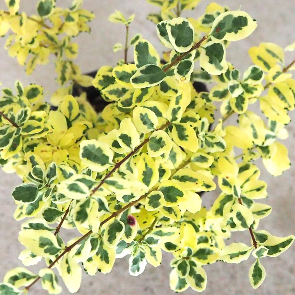 Amazon.co.jp: ＩＴＡＮＳＥ プリペット カスタードリップル 2.5号 4個セット【品種で選べる花木苗】大きく明るい斑が魅力 :  DIY・工具・ガーデン ＩＴＡＮＳＥ プリペット カスタードリップル 2.5号 4個セット【品種で選べる花木苗】大きく明るい斑が魅力